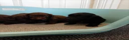 Cocker Spaniel dogs for sale: DNA tested cocker spaniels - Advert 16