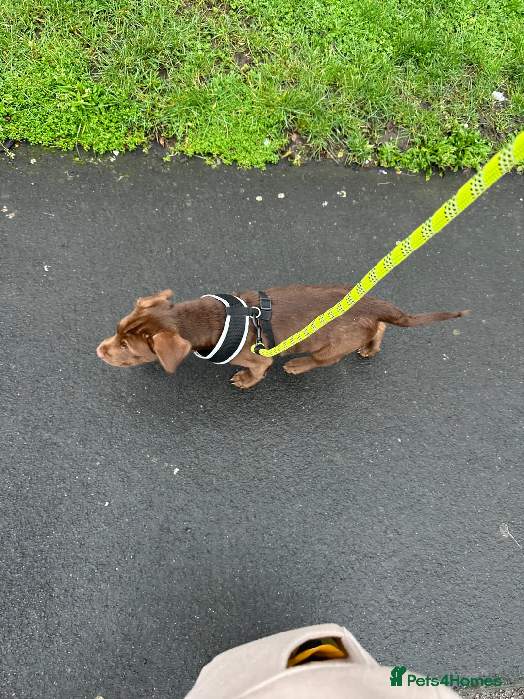 Mixed Breed dogs for sale: Chocolate staff puppy - Advert 6