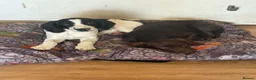 Springador dogs for sale: 🐾 Looking for a Loving Home – Meet Luna 🐾 - Advert 3