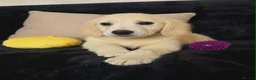 Golden Retriever dogs for sale: Golden retriever - Advert 12