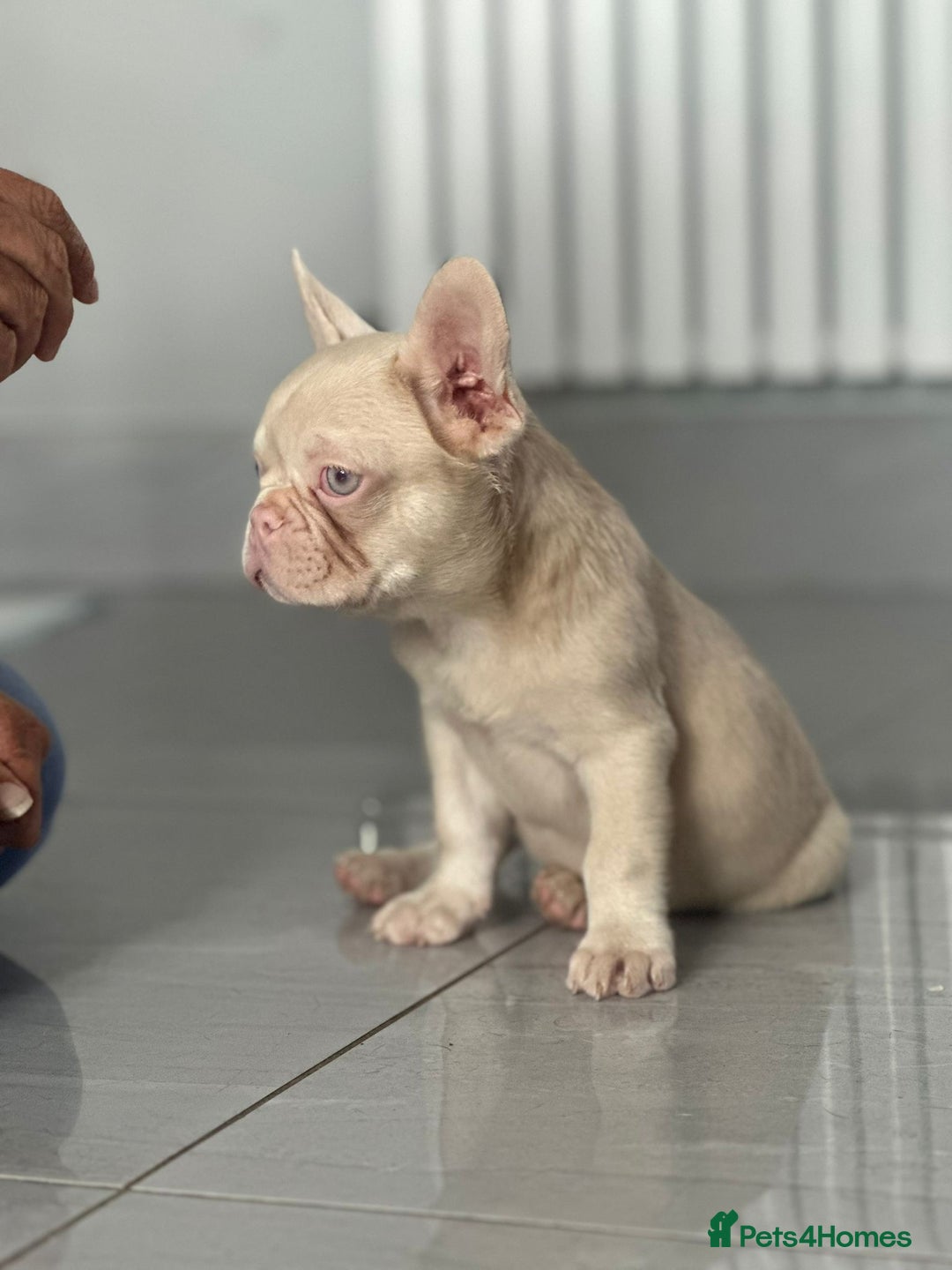 French Bulldog dogs for sale: French bull dog puppies - Image 6