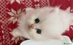 Persian cats for sale: Pure chinchilla doll face Persian kittens - Image 4