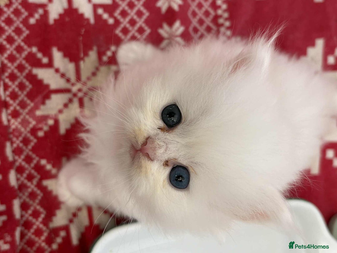 Persian cats for sale: Pure chinchilla doll face Persian kittens - Image 4