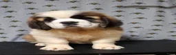 Saint Bernard dogs for sale: Show Quality Saint Bernard's  - Advert 8
