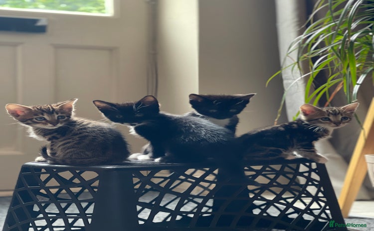 Bengal cats - Advert 1