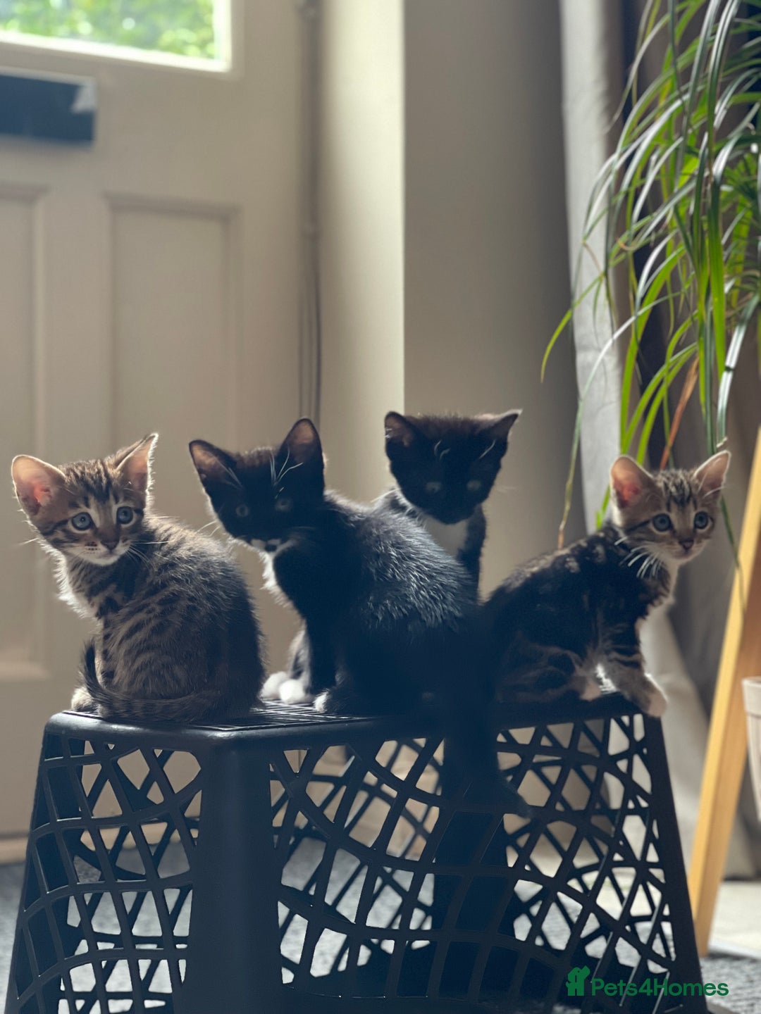 Bengal cats for sale: Bengal Cross Kittens - Image 1
