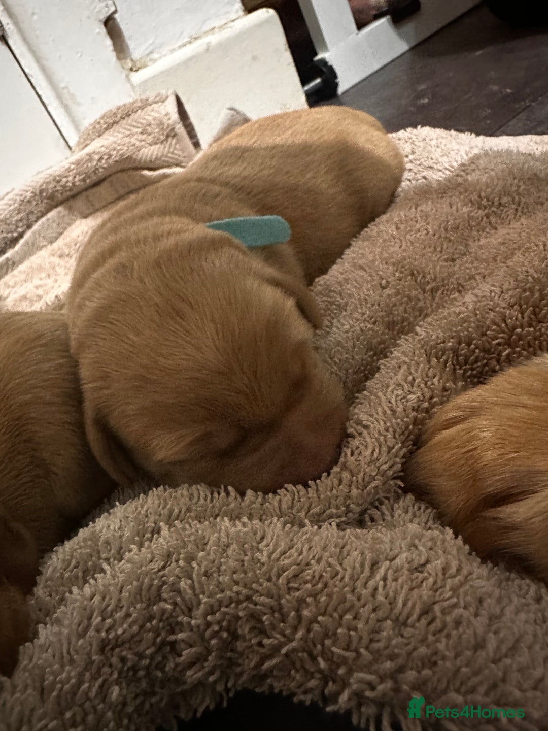 Cockerdor dogs for sale: YorkieCockerDor pups looking for forever homes  - Image 9