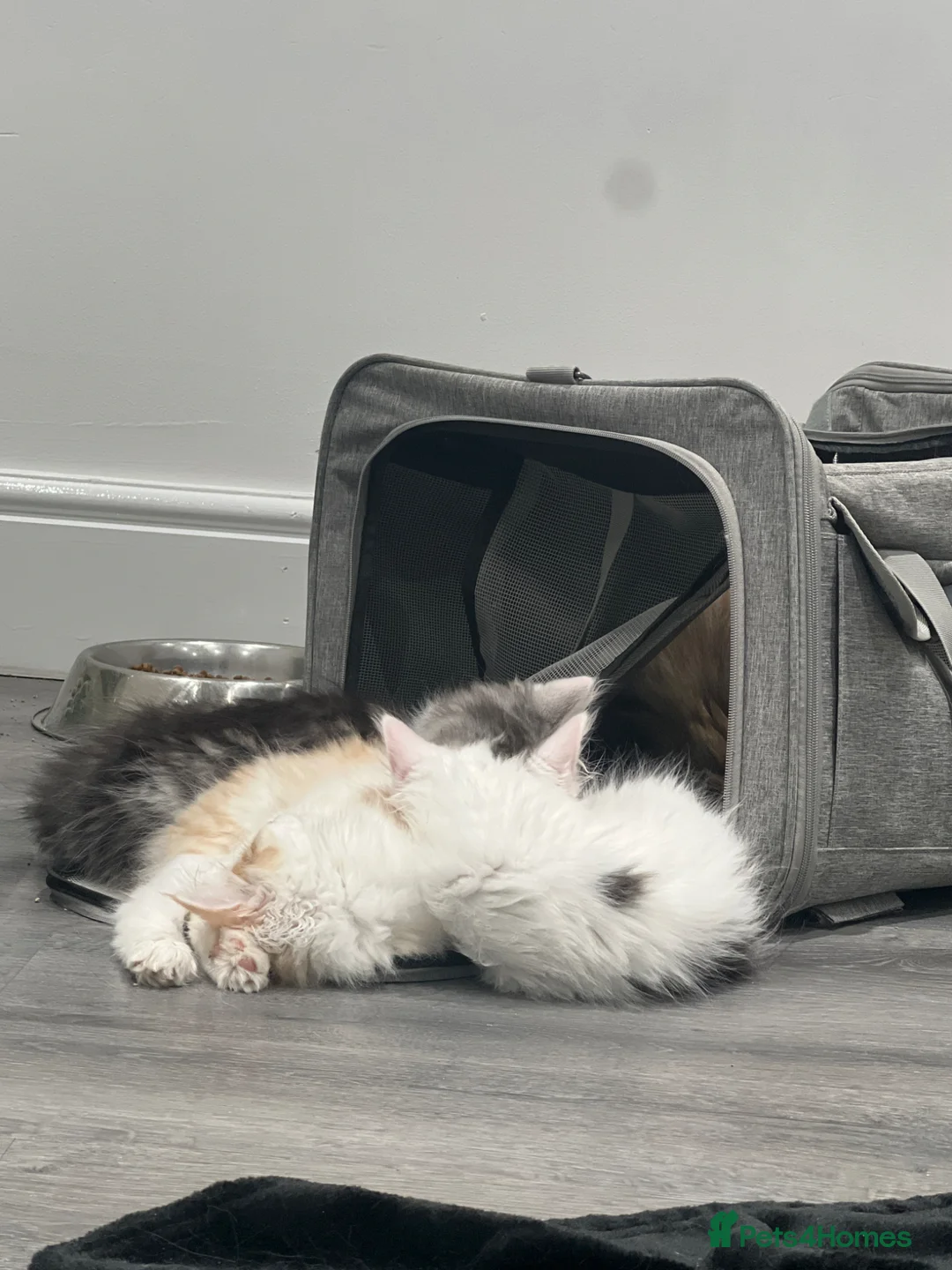 Maine Coon cats for sale: Maine coon x calico kittens for sale  - Advert 2