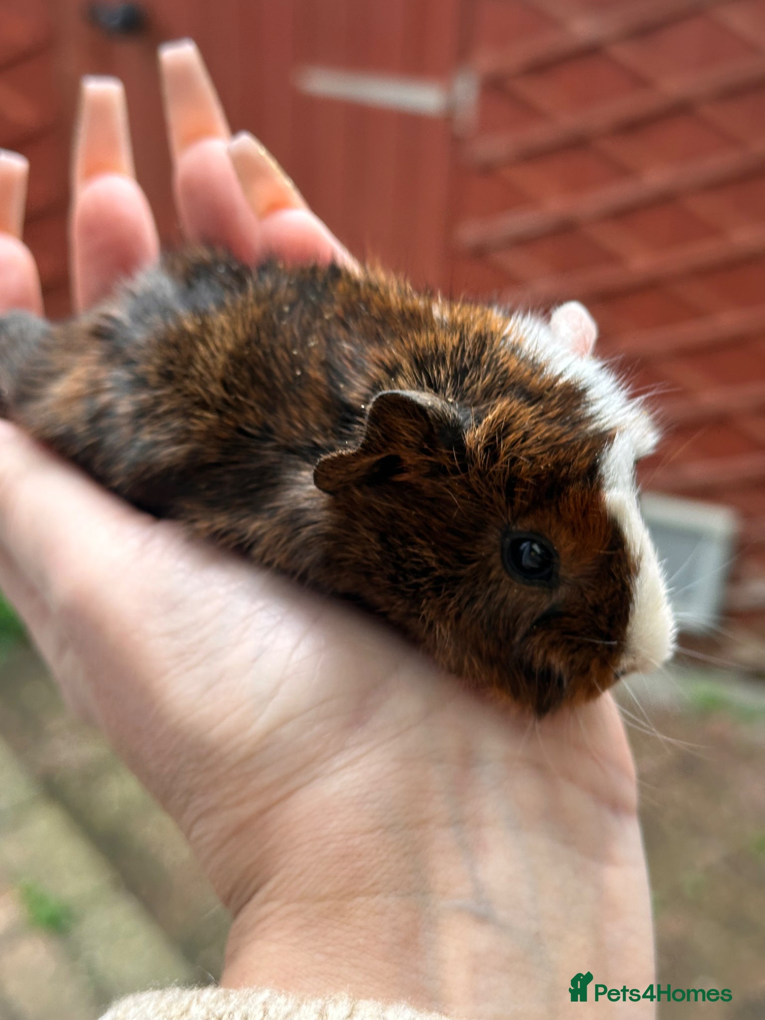 Guinea Pig rodents Gorgeous baby Guineapigs  - Advert 2