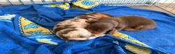 Miniature Dachshund dogs for sale: Stunning KC reg miniature dachshunds  - Advert 14