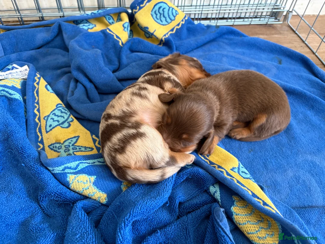 Miniature Dachshund dogs for sale: Stunning KC reg miniature dachshunds  - Advert 14