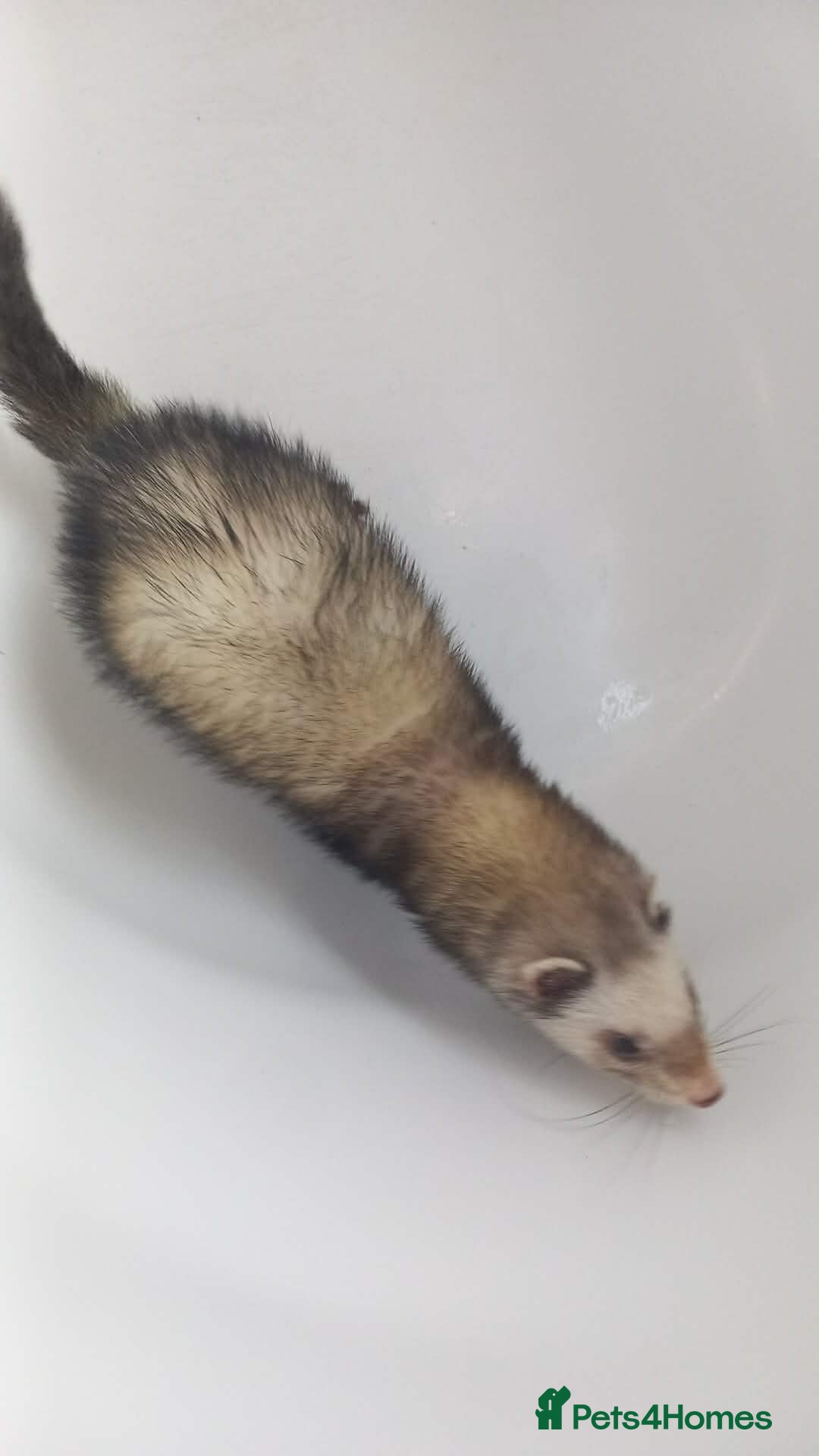 Ferret rodents Ferret free to a good home - Advert 3
