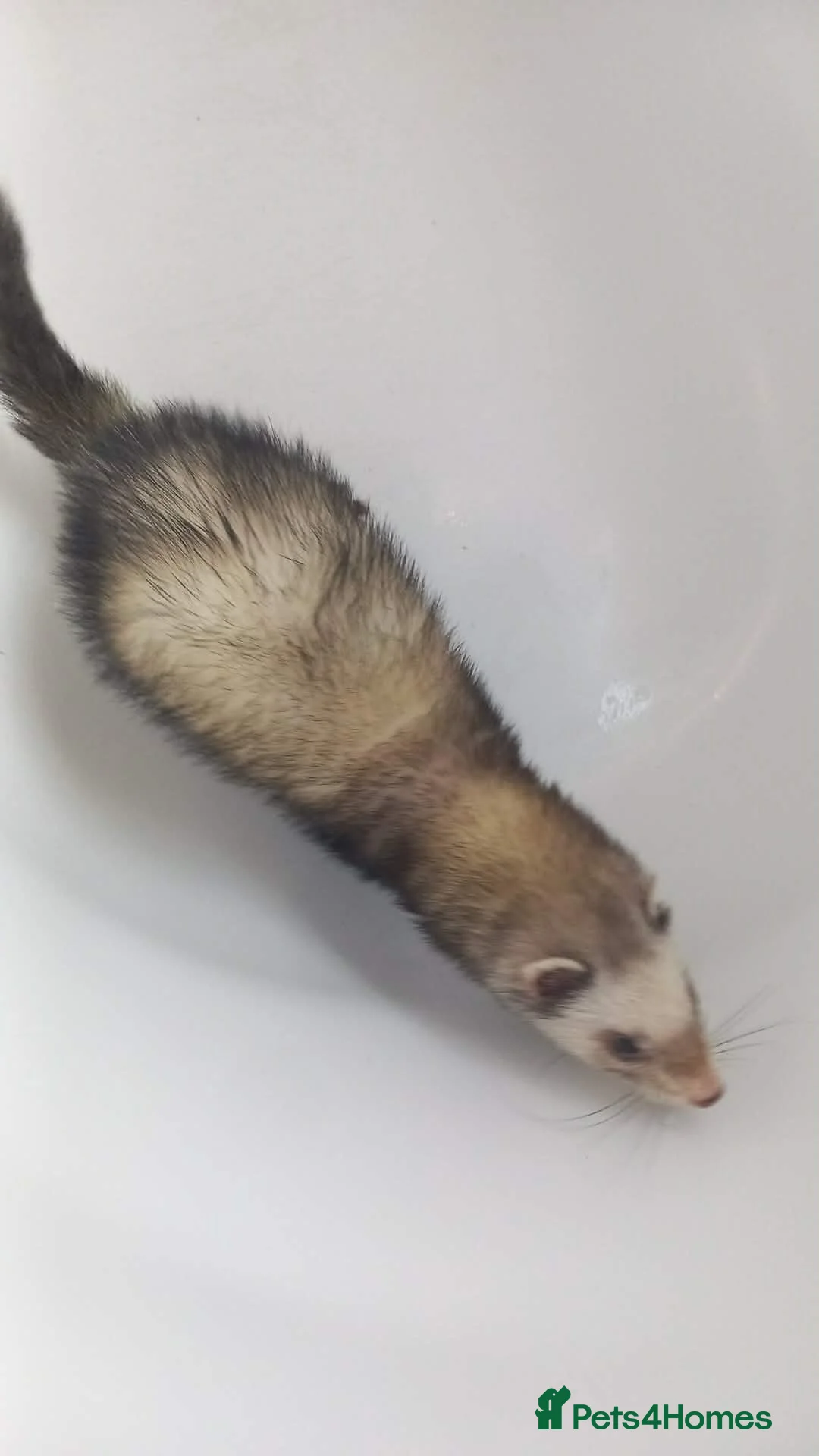 Ferret rodents for sale: Ferret  **  in Nottingham - Advert 1