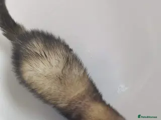 Ferret rodents Ferret free to a good home - Advert 2