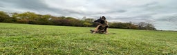 Belgian Shepherd Dog dogs for sale: Magnus-Intelligent Loyal and loving Malinois - Advert 2