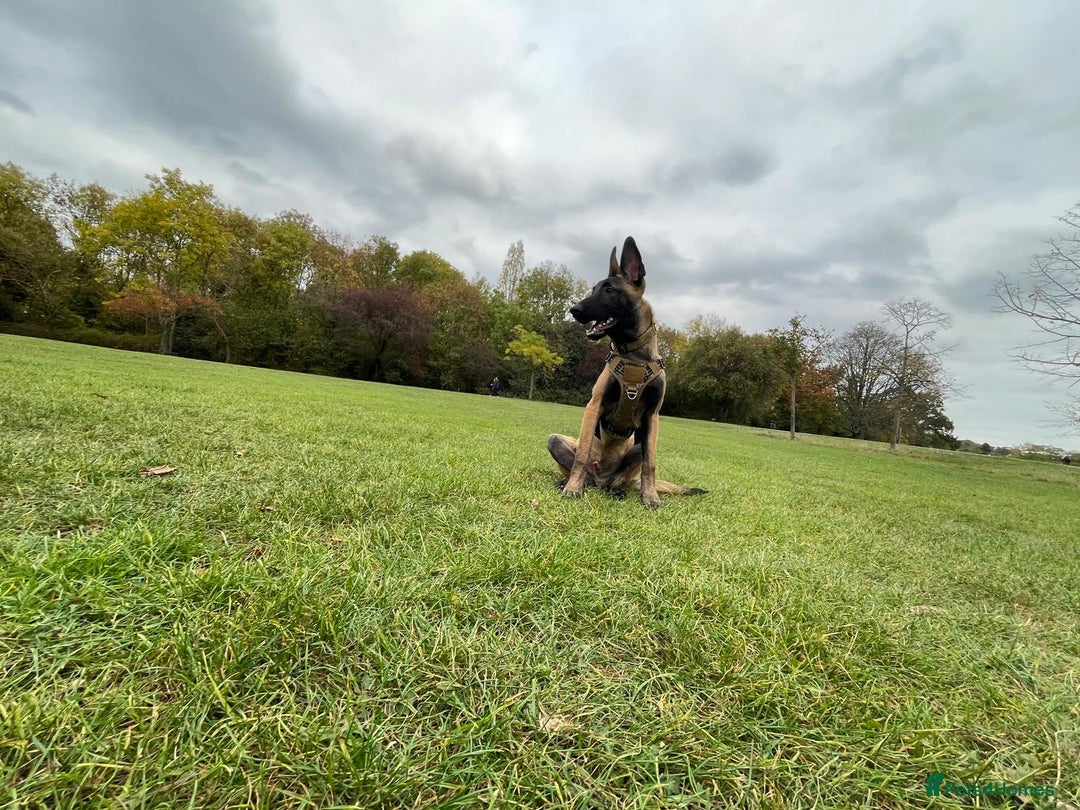 Belgian Shepherd Dog dogs for sale: Magnus-Intelligent Loyal and loving Malinois - Advert 2