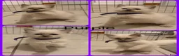 Ragdoll cats for sale: Ragdoll Kittens  - Advert 5