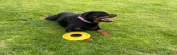 Rottweiler dogs for stud: 🎆FURY 🎆 in Shifnal - Advert 3