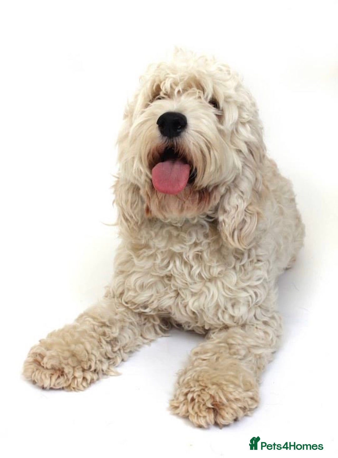 Australian Labradoodle dogs for sale: Australian labradoodles from Annetteslabradoodles  - Advert 22