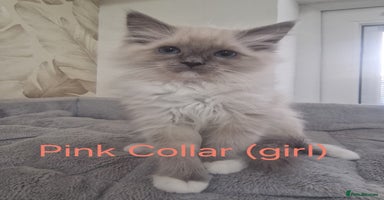 Ragdoll cats - Advert 3
