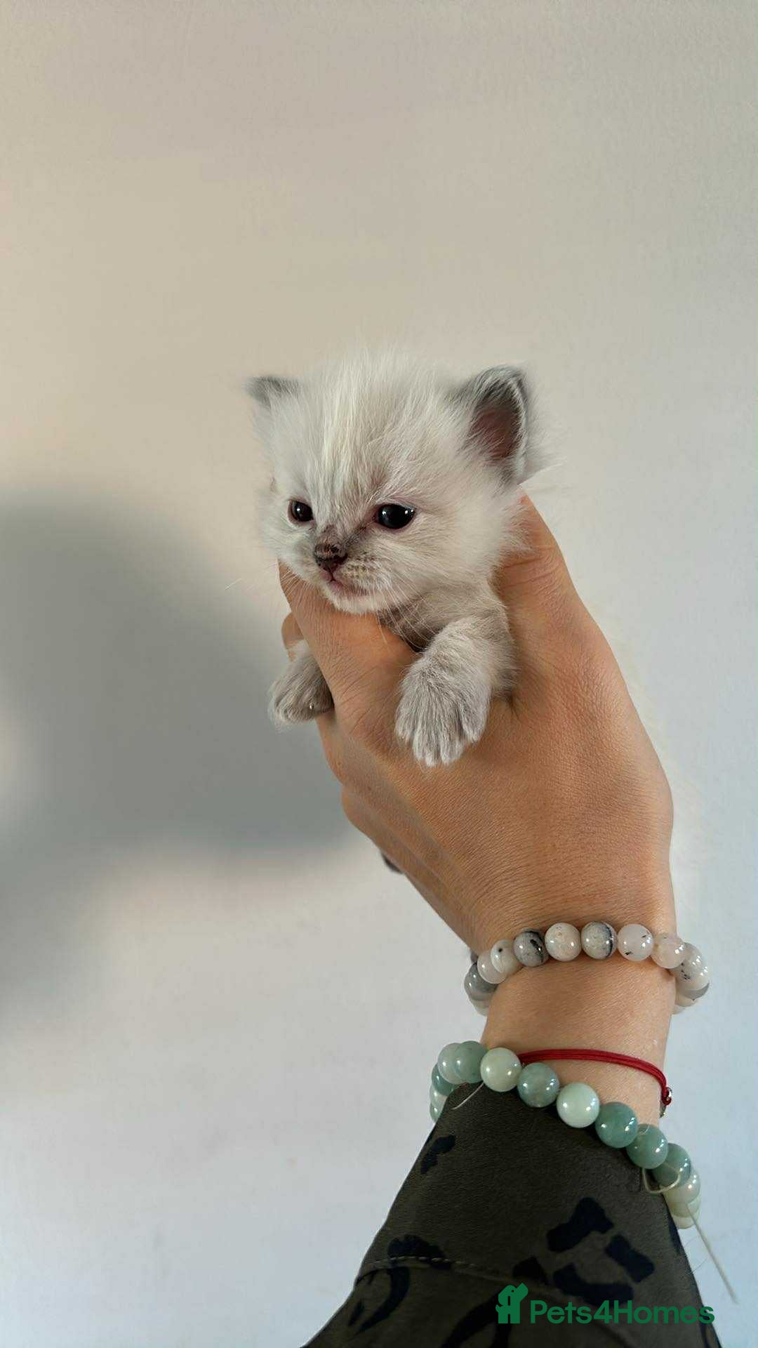 Ragdoll cats for sale: 🤎Beautiful Ragdolls Kittens🤎 - Advert 8