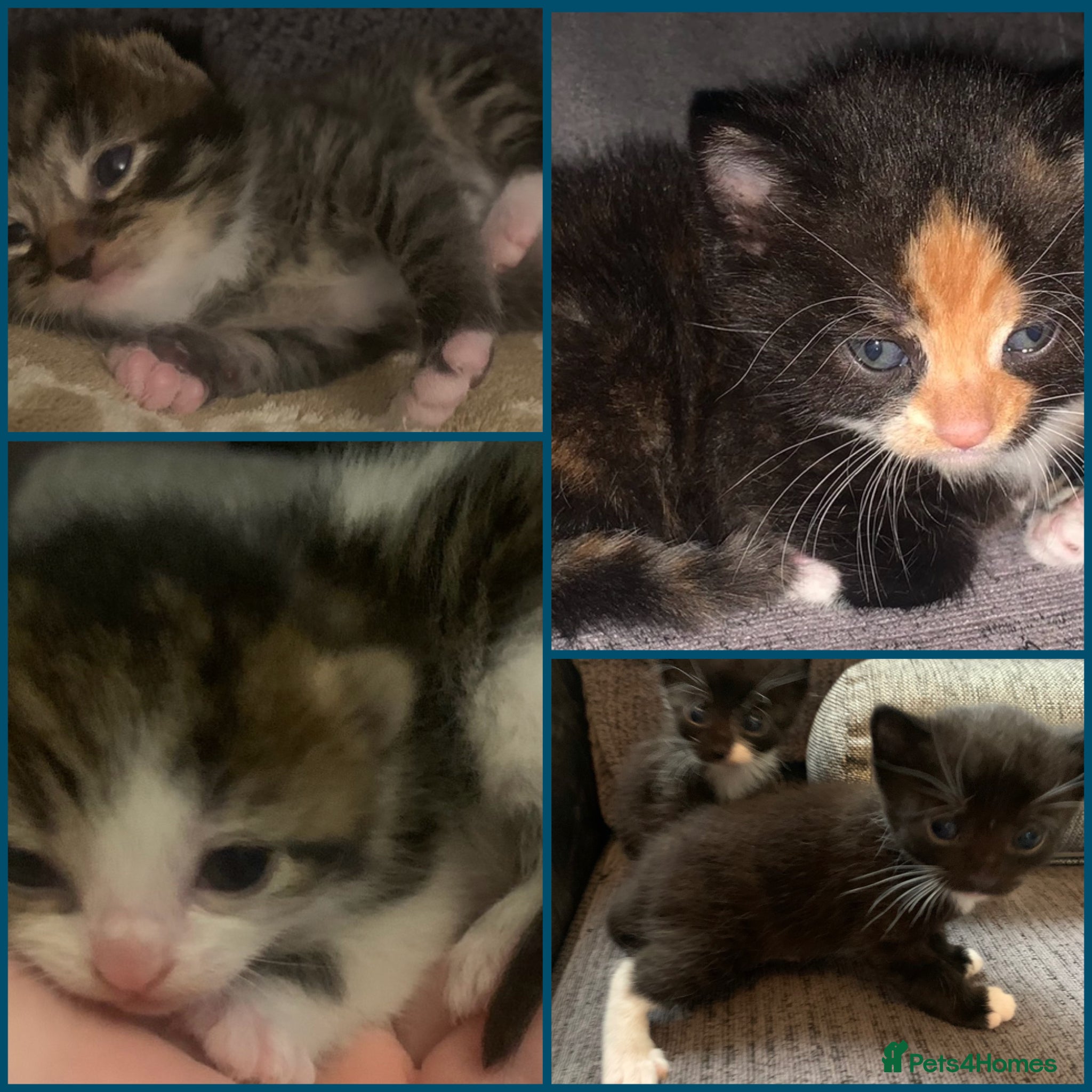 Mixed Breed cats Friendly litter of kittens  - Advert 1