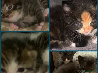Mixed Breed cats Friendly litter of kittens - Advert 1