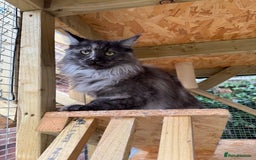Maine Coon cats for sale: 3 Purebred Maine Coon Kittens - Will Sell Fast!! ✨ - Image 9