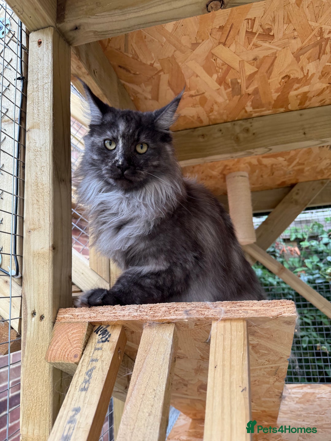 Maine Coon cats for sale: 3 Purebred Maine Coon Kittens - Will Sell Fast!! ✨ - Image 9
