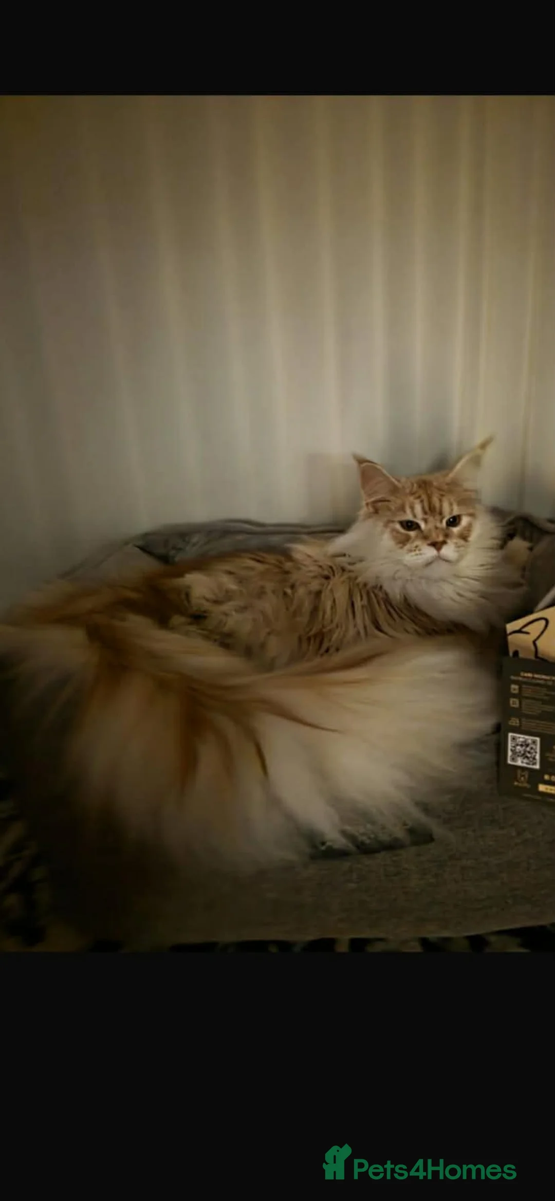 Maine Coon cats for sale: XXL Exceptional Pedigree Kittens Russian line - Advert 22