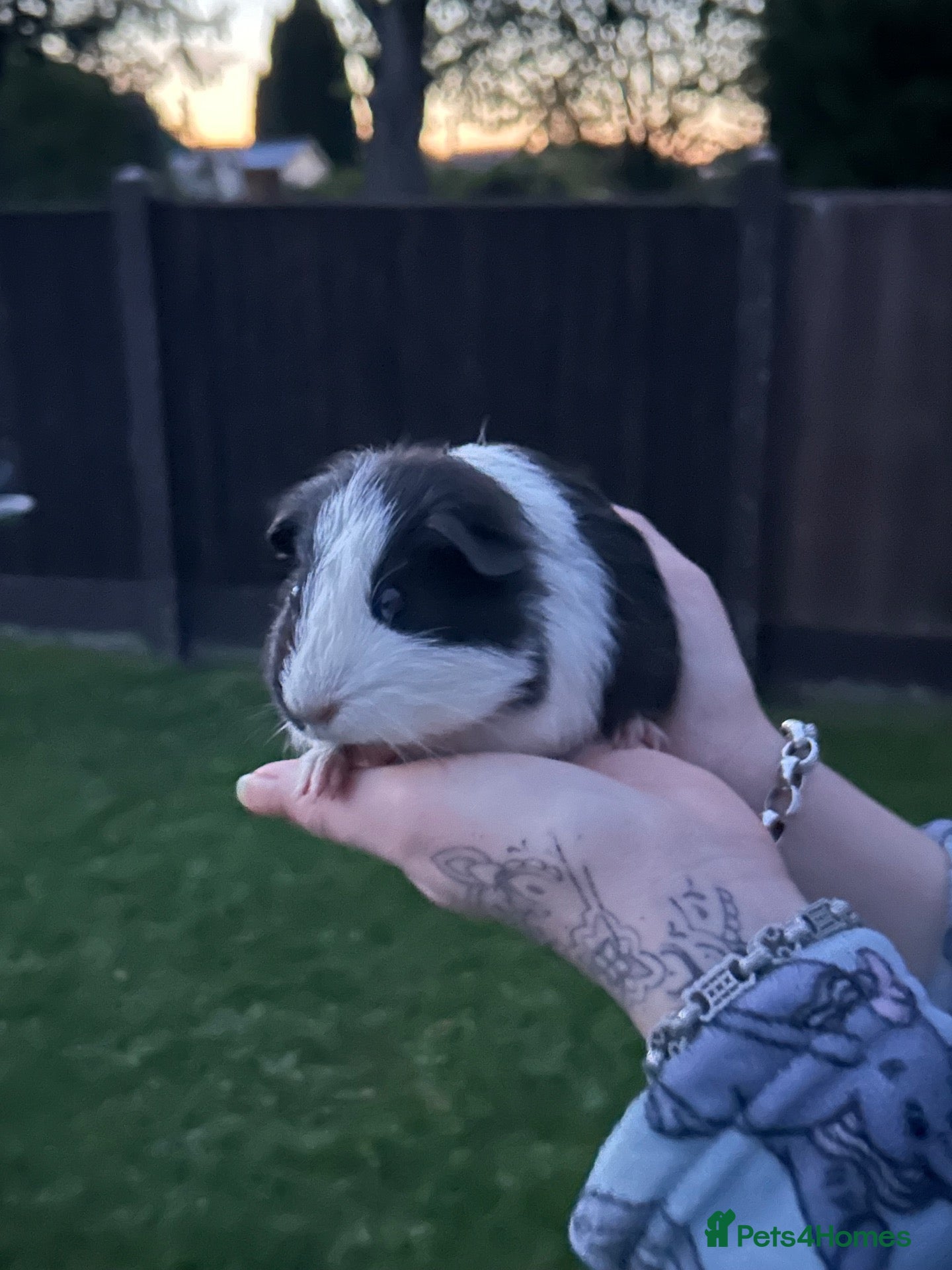 Guinea Pig rodents Guinea pigs 8 weeks old - Advert 20