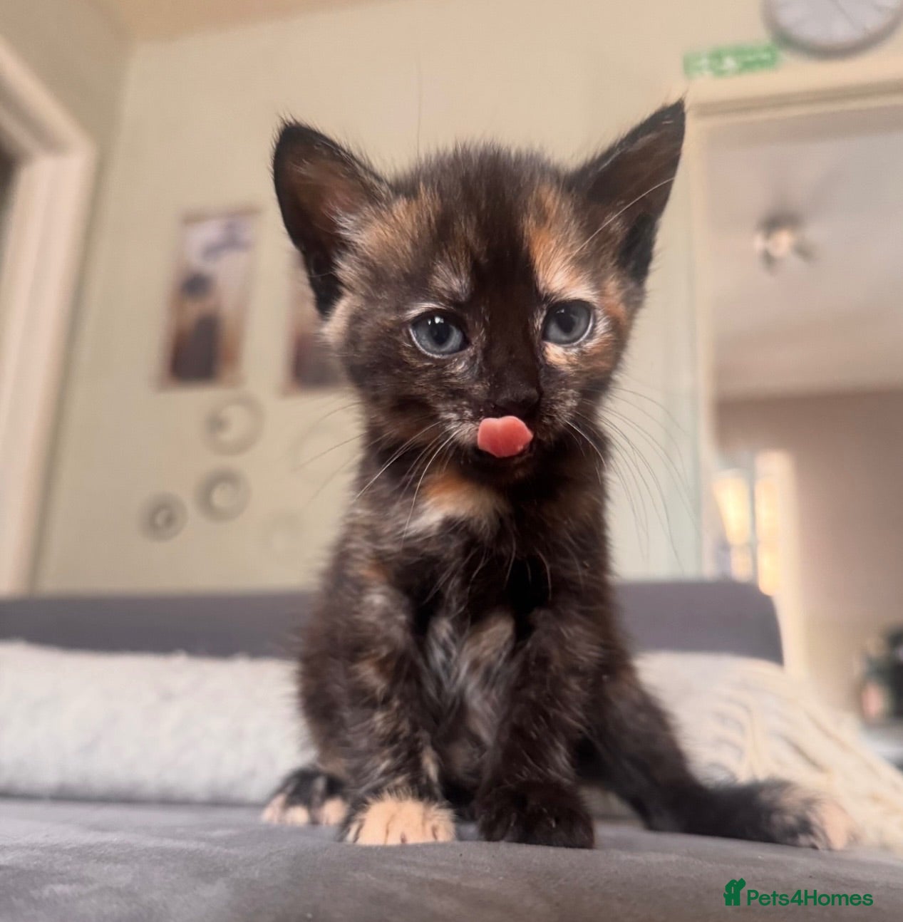 Mixed Breed cats Tortoiseshell Girl - Advert 6