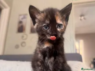 Mixed Breed cats Tortoiseshell Girl - Advert 6