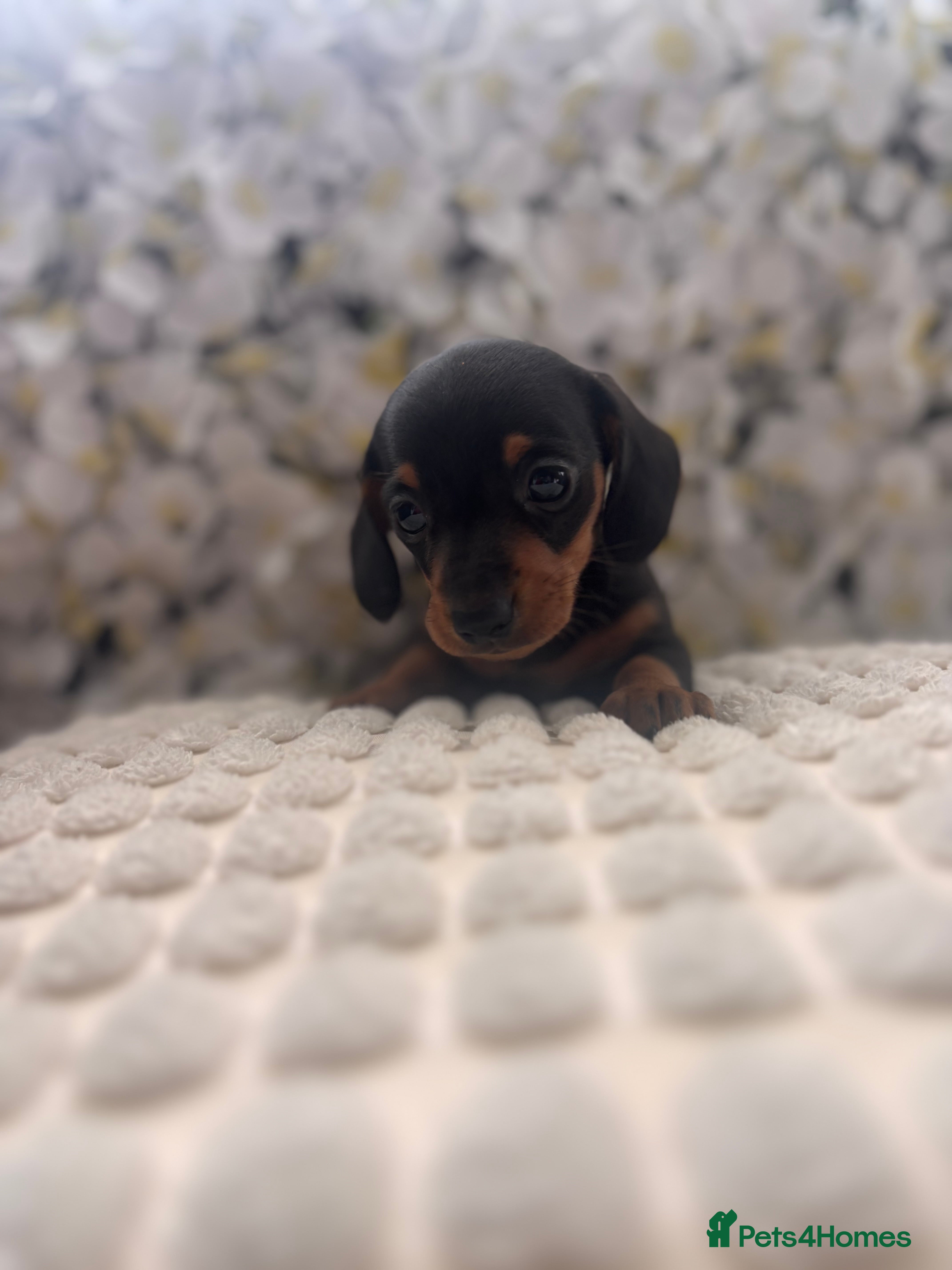 Miniature Dachshund dogs Miniature Dachshund Puppies 🐶  - Advert 8