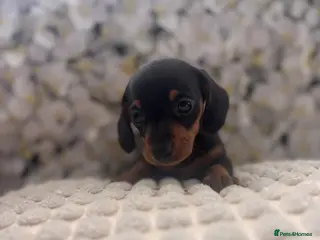 Miniature Dachshund dogs Miniature Dachshund Puppies 🐶 - Advert 8