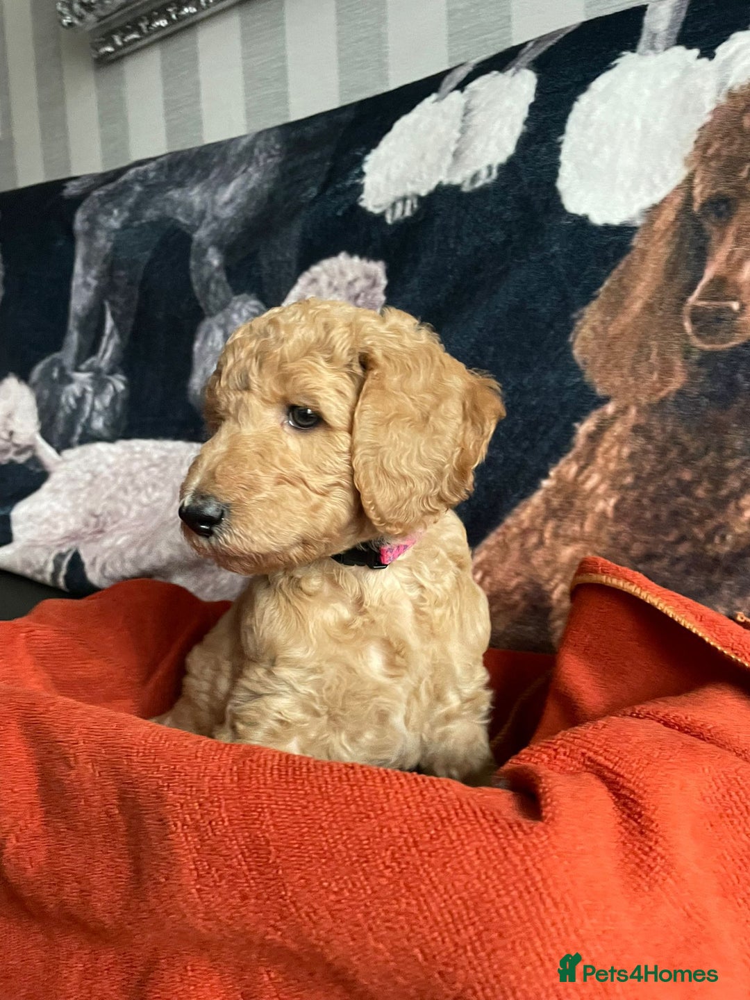 Standard Poodle dogs for sale: Beautiful standard poodle puppies - Advert 4