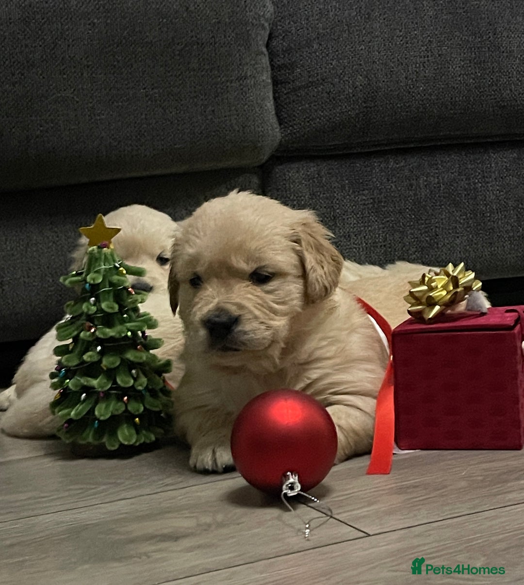 Golden Retriever dogs for sale: Perfectly Awesome Golden Retrievers  - Advert 5