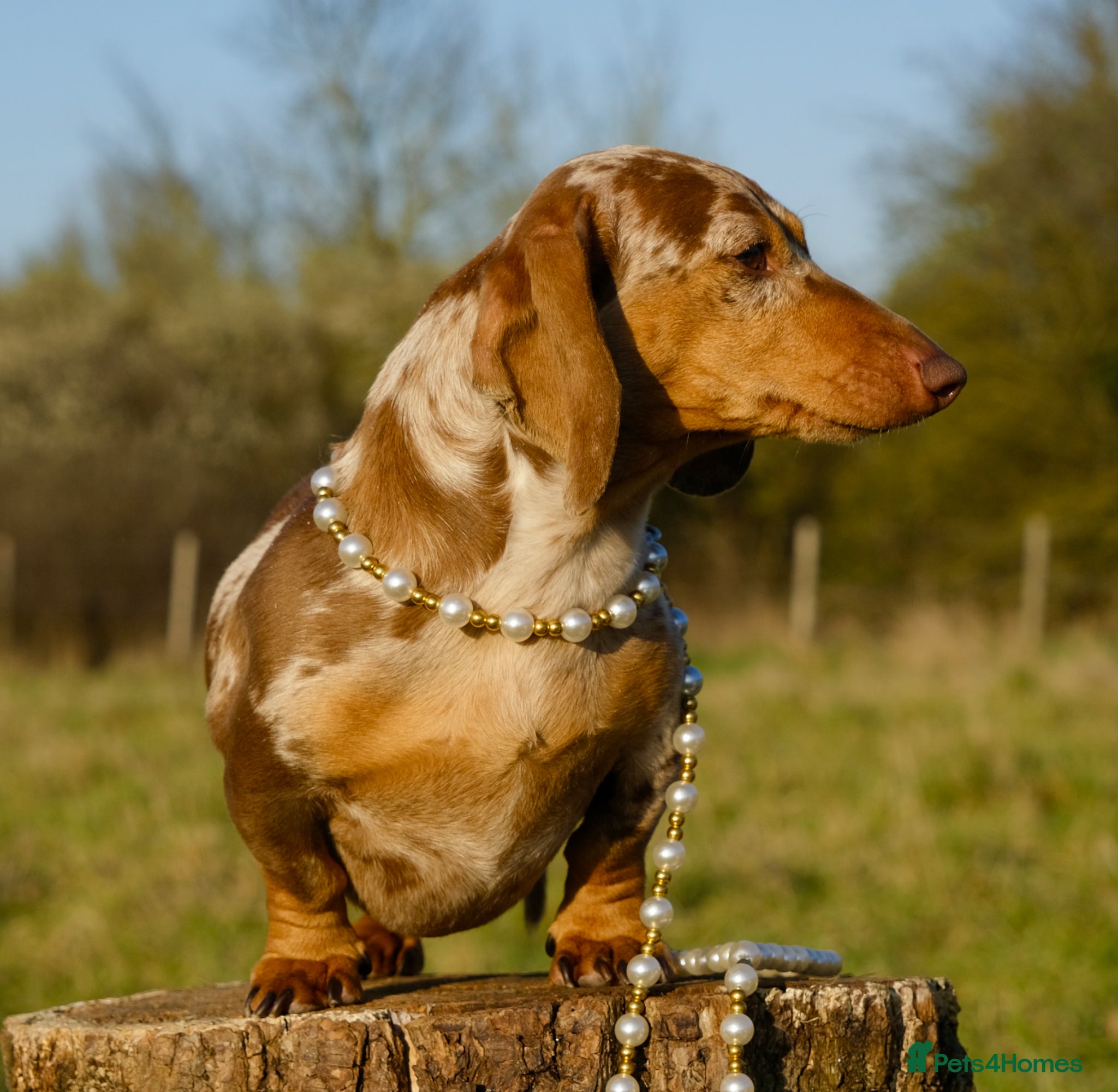 Miniature Dachshund dogs Award winning Breeder-KC Choc/Tan Dapple Smooth - Advert 1
