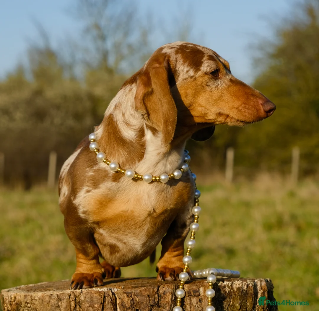 Miniature Dachshund dogs for stud: Award winning Breeder-KC Choc/Tan Dapple Smooth - Advert 1