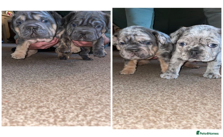 French Bulldog dogs - Advert 3
