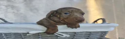 Miniature Dachshund dogs for sale: Super small miniature dachshund kc - Advert 32