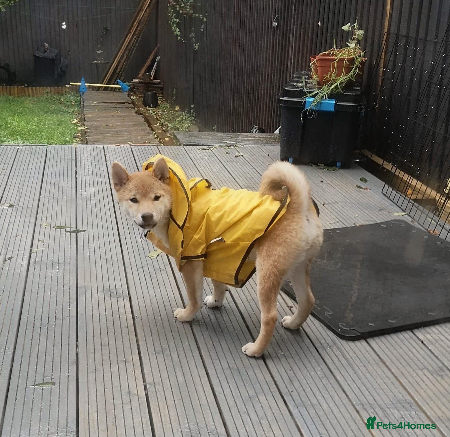 Japanese Shiba Inu dogs for sale: 2 KC female shiba pups looking for forever home. - Advert 5