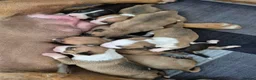 English Bull Terrier dogs for sale: EBT x MBT - Advert 2