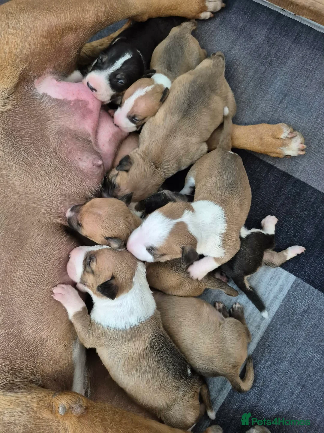 English Bull Terrier dogs for sale: EBT x MBT - Advert 2