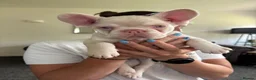French Bulldog dogs for sale: French Bulldog Puppies KC registered  - Advert 7