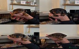 Miniature Dachshund dogs for sale: Miniature Daschunds  - Image 20