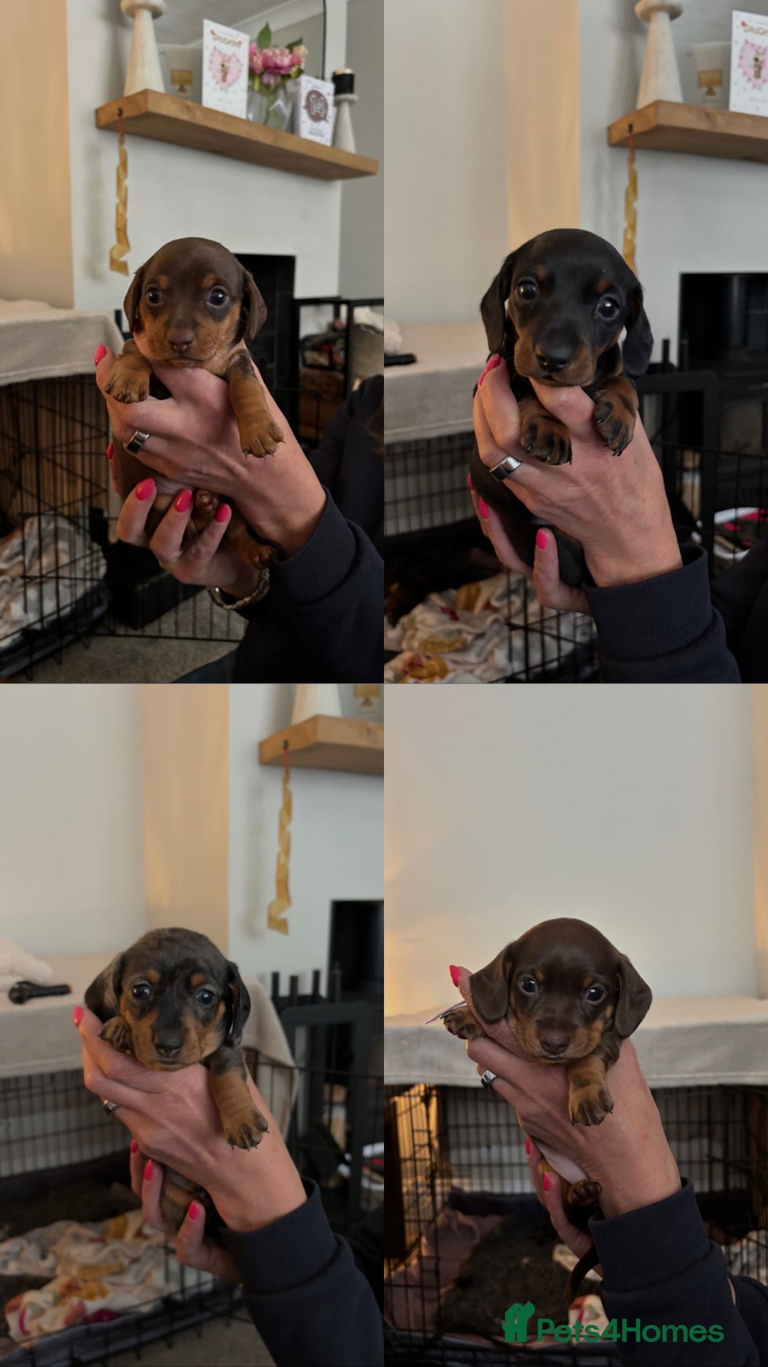 Miniature Dachshund dogs for sale: Miniature Daschunds  - Image 20