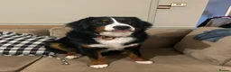 Bernese Mountain Dog dogs for sale: Bernese Mountain Dog Ace for Rehome - Advert 14