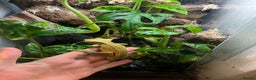 Gecko reptiles for sale: Male Crested Gecko - Advert 1