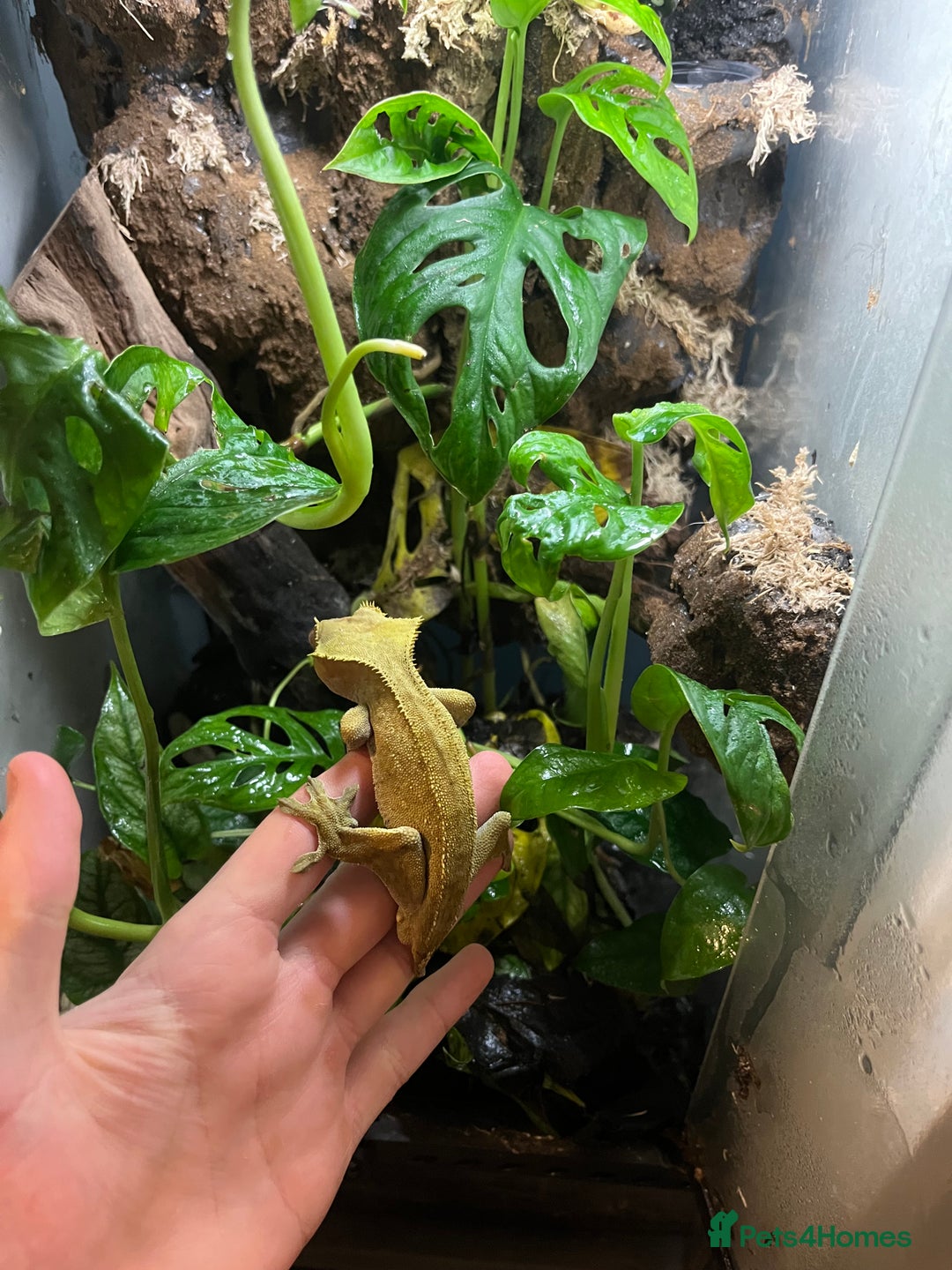 Gecko reptiles for sale: Male Crested Gecko - Advert 1